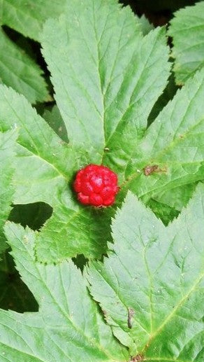 Goldenseal Tincture