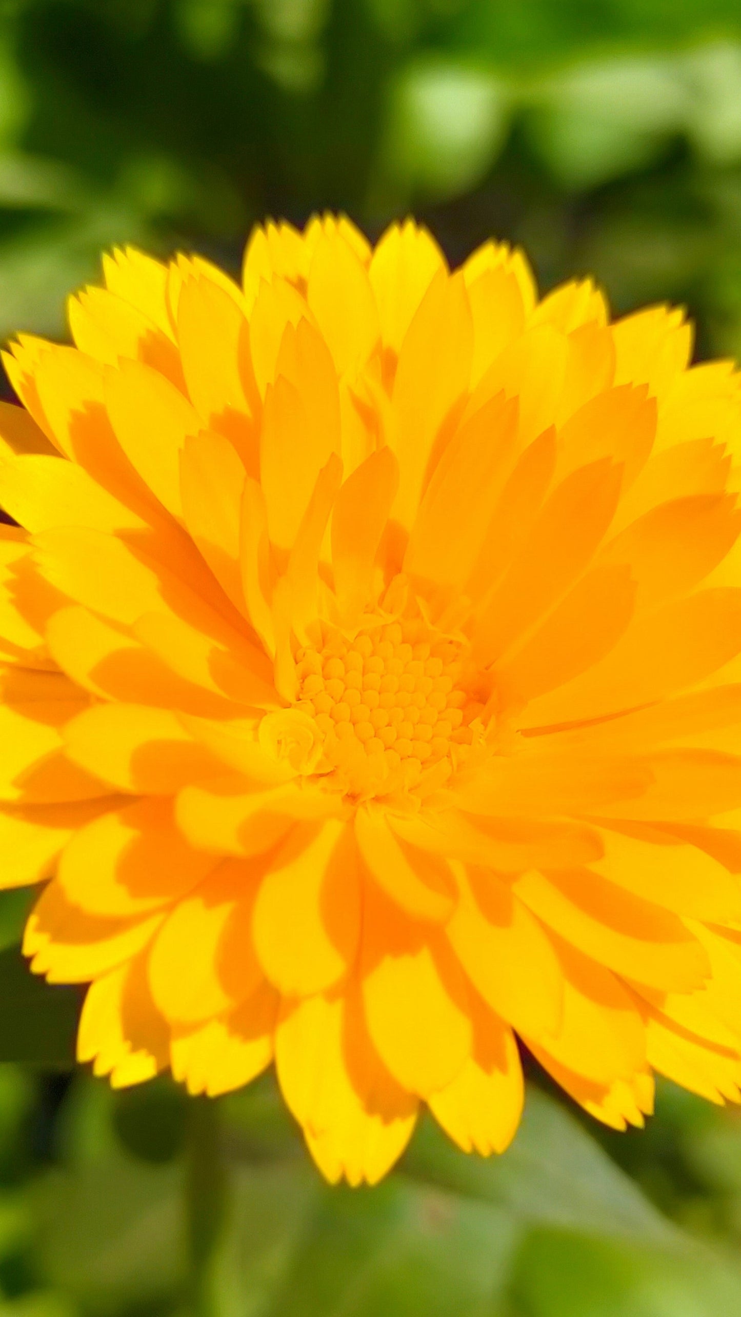 Calendula Flowers