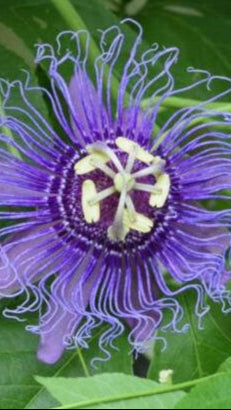 Passion Flower Tea