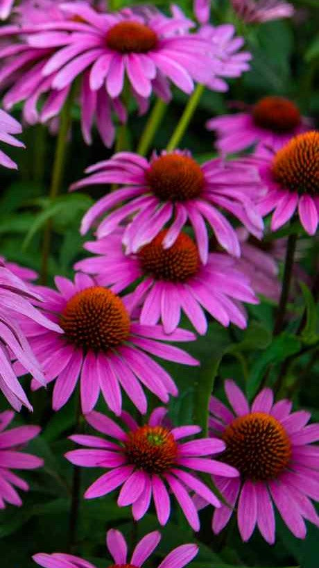 Echinacea Tincture